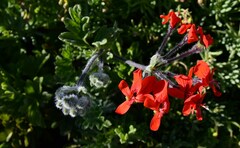 Pelargonium fulgidum