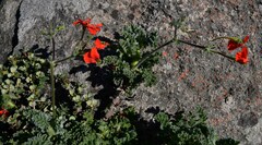 Pelargonium fulgidum