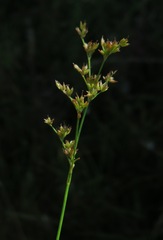 Juncus articulatus limosus