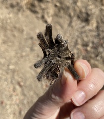 Aphonopelma iodius