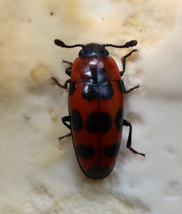 Episcaphula australis