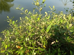 Avicennia marina