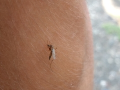 Coquillettidia perturbans