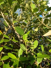 Avicennia marina