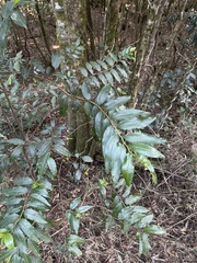 Aphloia theiformis