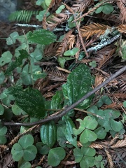 Prosartes smithii