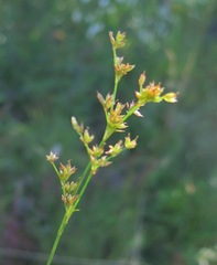 Juncus articulatus limosus