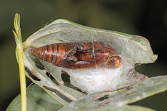Papilionoidea