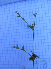 Juncus articulatus limosus