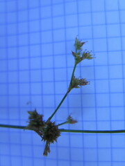 Juncus articulatus limosus