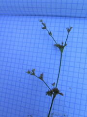 Juncus articulatus limosus