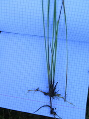 Juncus articulatus limosus