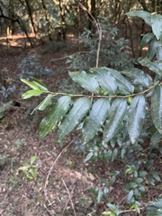 Aphloia theiformis