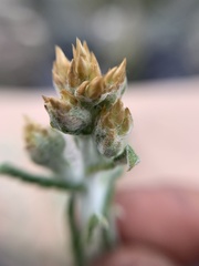 Pseudognaphalium oxyphyllum