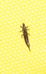 Phlaeothripidae
