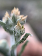 Pseudognaphalium oxyphyllum