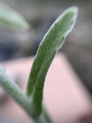 Pseudognaphalium oxyphyllum