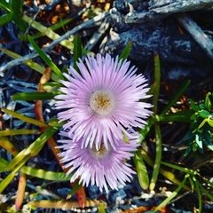 Carpobrotus muirii