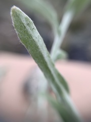 Pseudognaphalium oxyphyllum