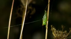 Conocephalus brevipennis