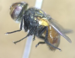Tachinidae