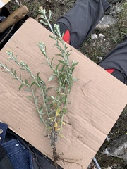 Pseudognaphalium oxyphyllum