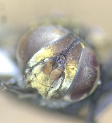 Tachinidae