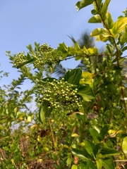 Premna serratifolia