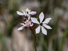 Burchardia congesta