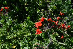 Pelargonium fulgidum