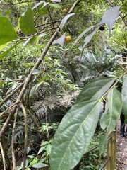 Ficus irisana