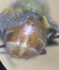 Tachinidae