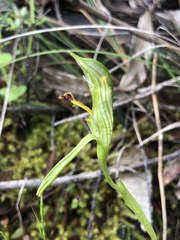 Pterostylis plumosa