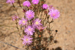 Lampranthus leipoldtii