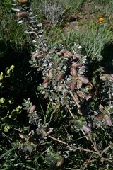 Podalyria myrtillifolia
