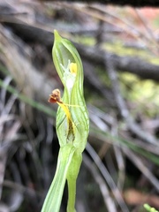 Pterostylis plumosa