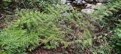 Gleicheniaceae