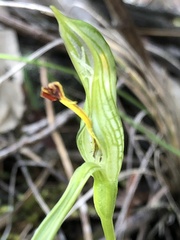 Pterostylis plumosa
