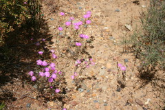 Lampranthus leipoldtii
