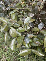 Syzygium gerrardii