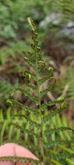 Gleicheniaceae