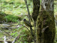 Mycerobas affinis