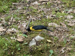 Mycerobas affinis