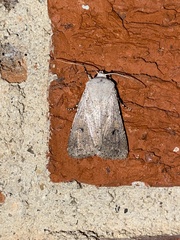 Agrotis vetusta