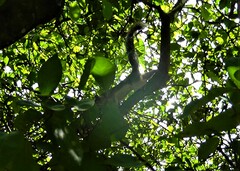 Sciurus variegatoides