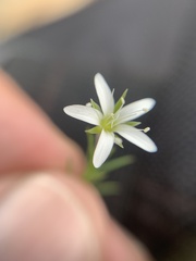 Arenaria