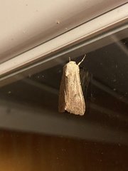 Agrotis vetusta