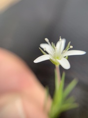 Arenaria