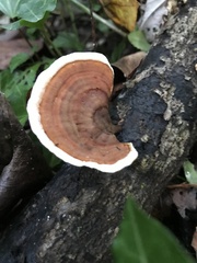 Nigroporus vinosus