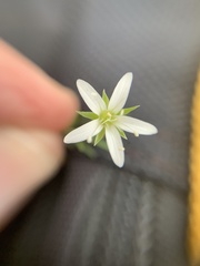 Arenaria